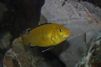 Labidochromis Caeruleus Yellow