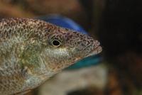 Nimbochromis Linni